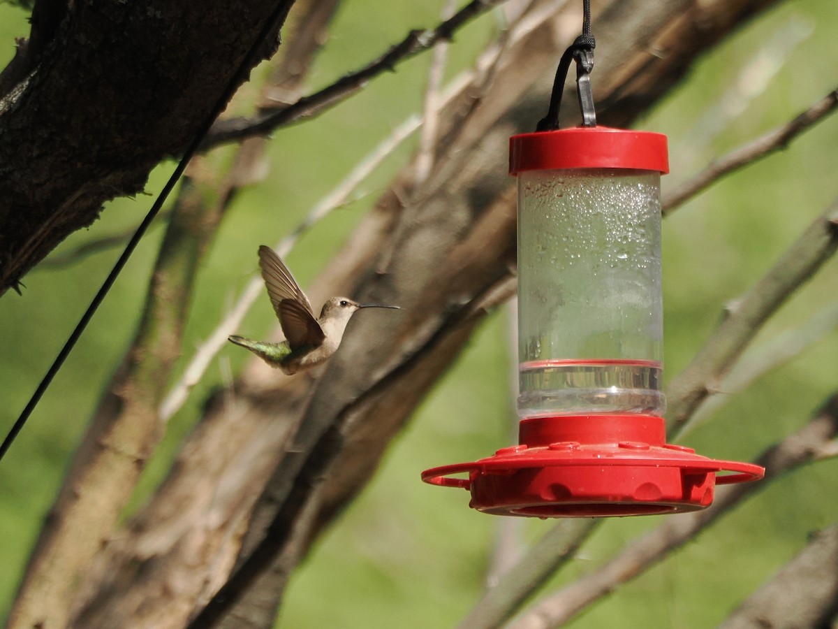 ノドグロハチドリ - ML633098701