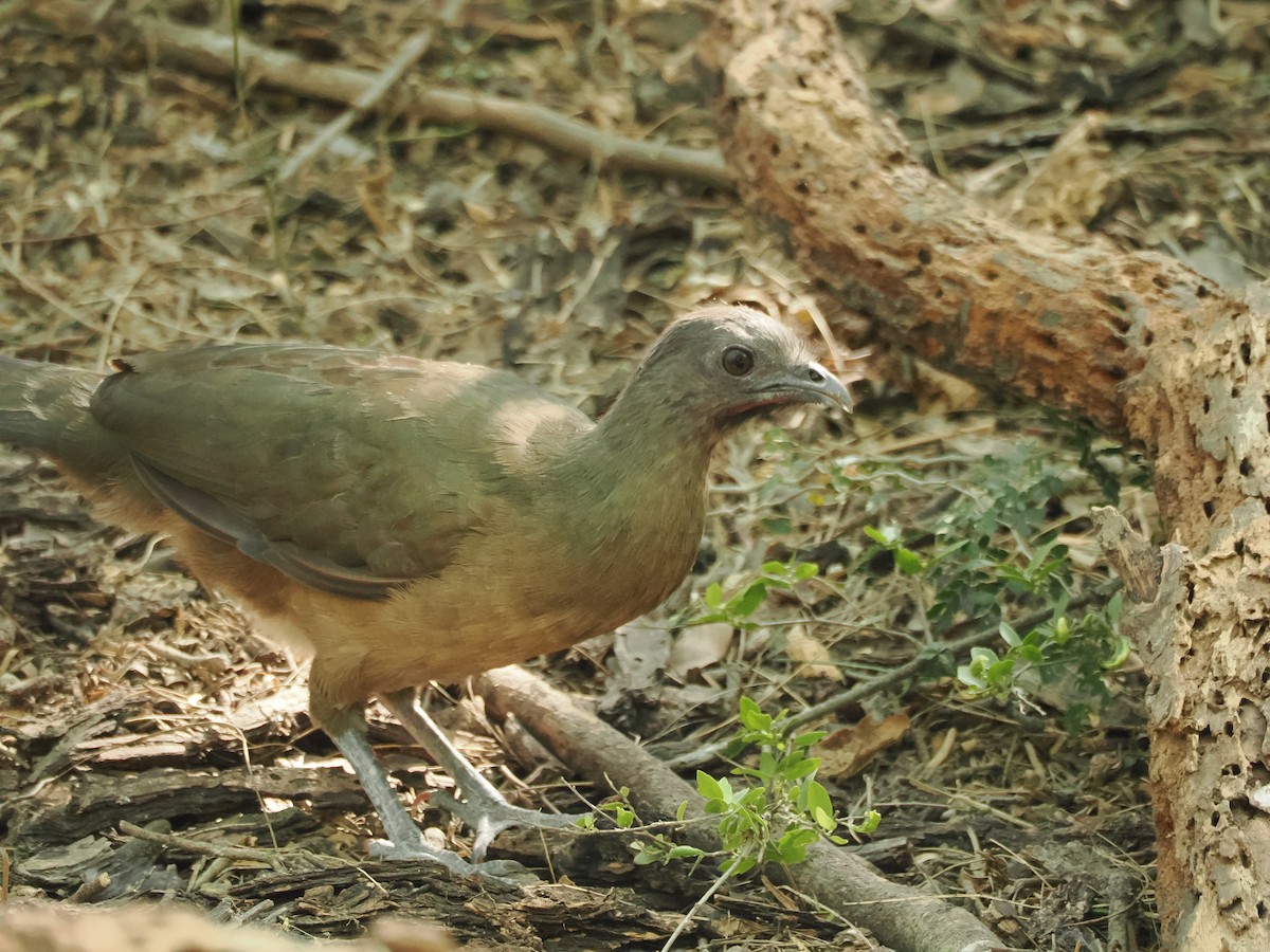 ムジヒメシャクケイ - ML633098703