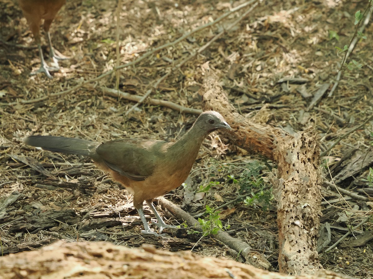 ムジヒメシャクケイ - ML633098705