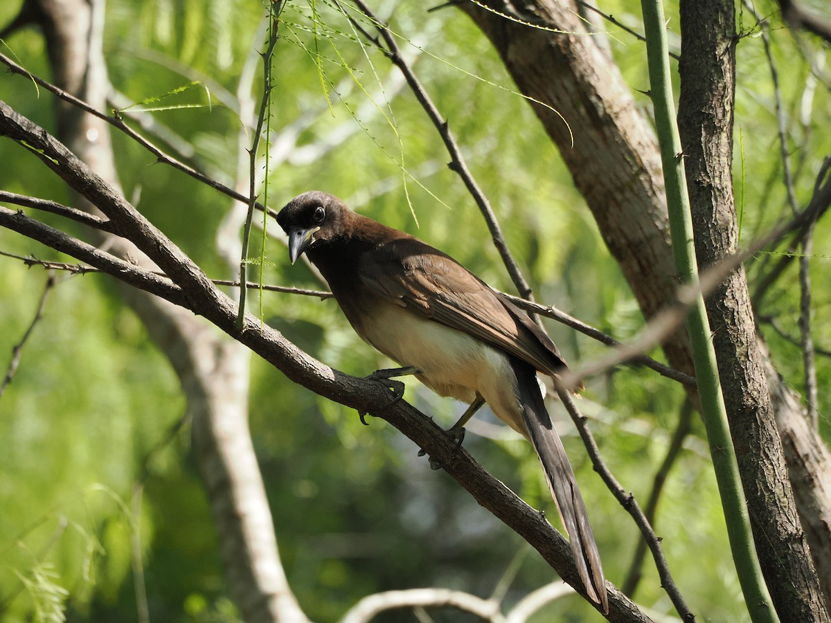 チャイロカケス - ML633098715