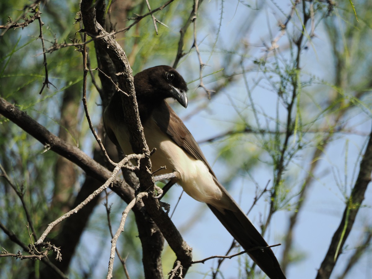 チャイロカケス - ML633098716