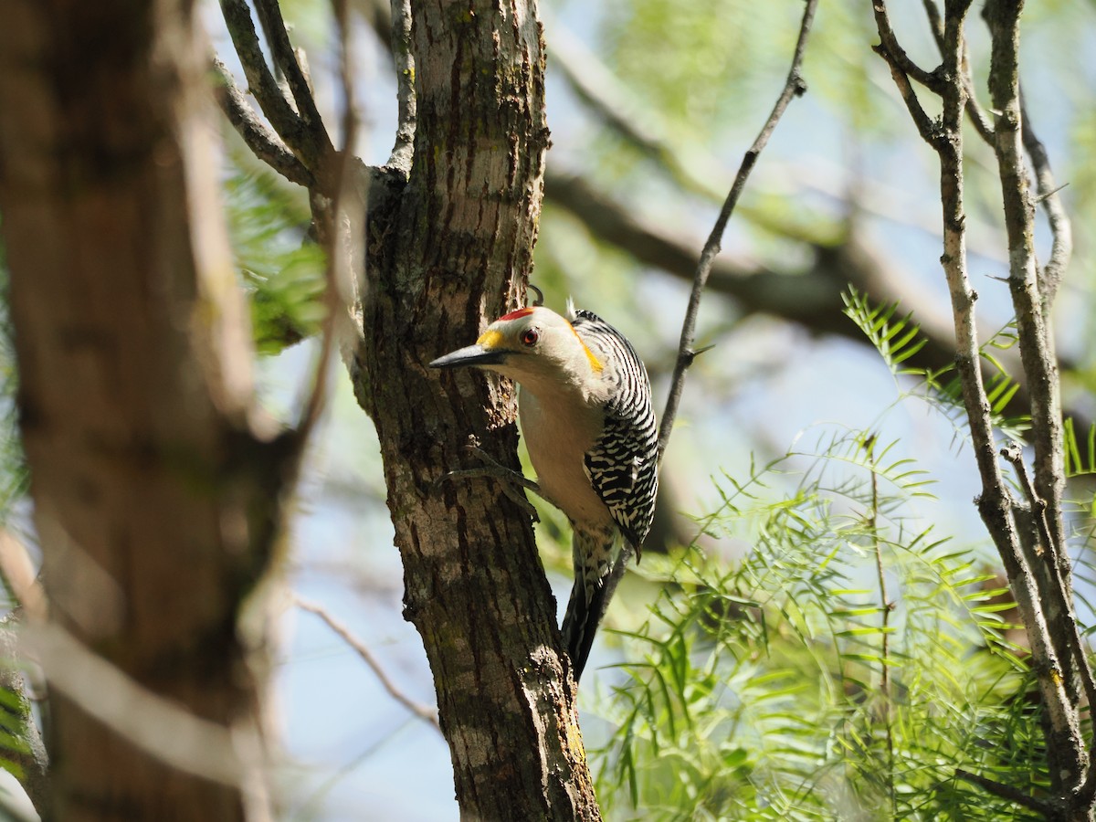 キバナシマセゲラ - ML633098740