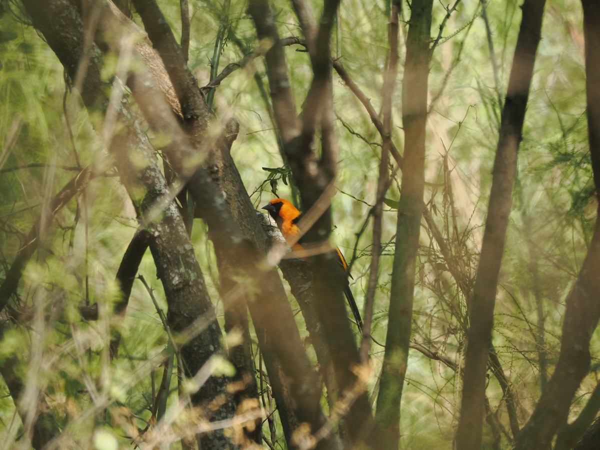 オレンジムクドリモドキ - ML633098760