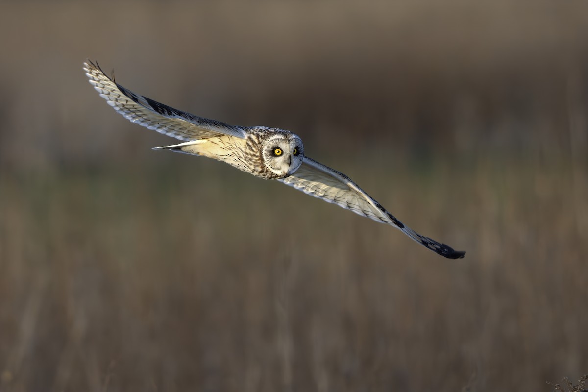Short-eared Owl - ML633098768