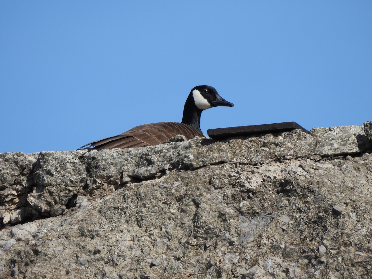 Canada Goose - ML633098779