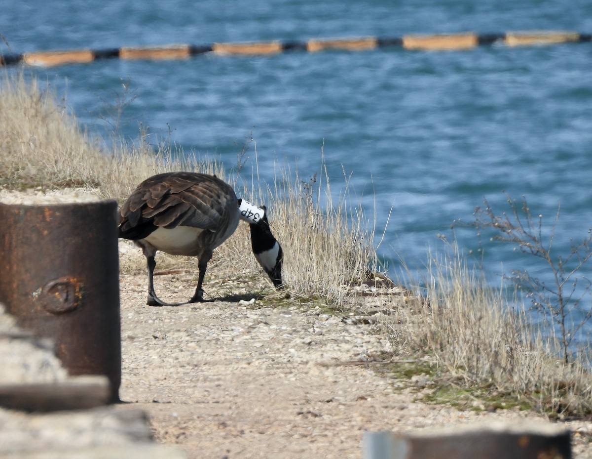 Canada Goose - ML633098784