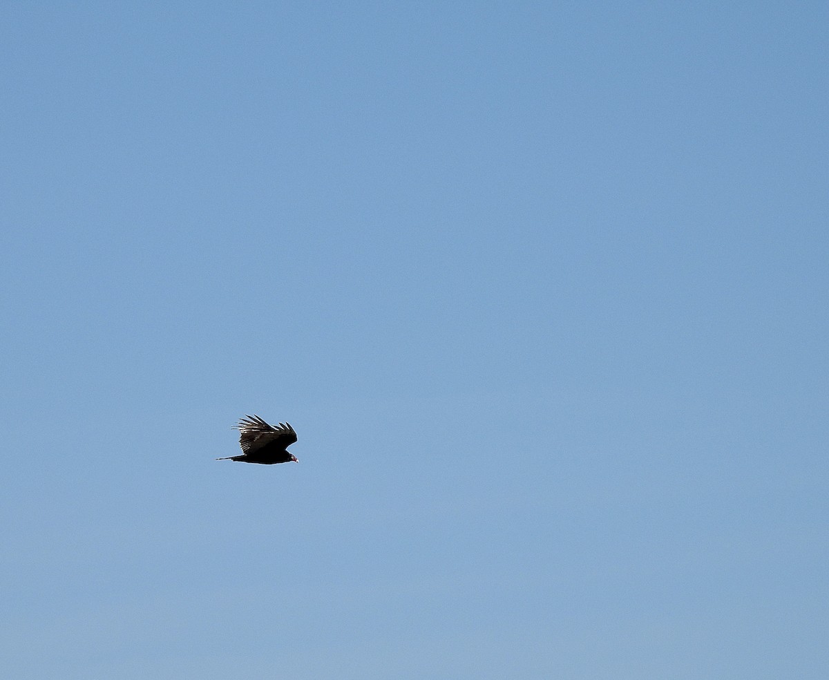 Turkey Vulture - ML633098794