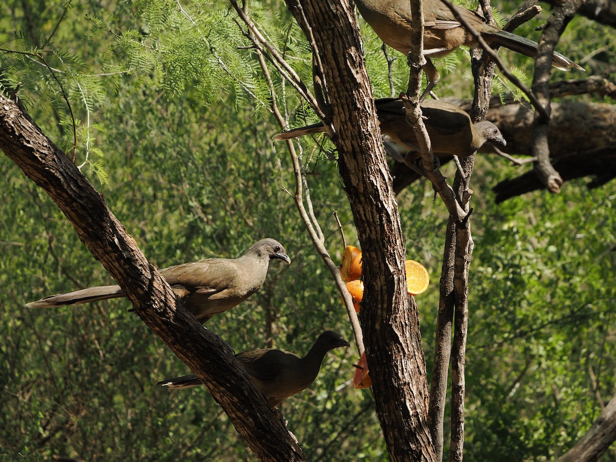 ムジヒメシャクケイ - ML633098824