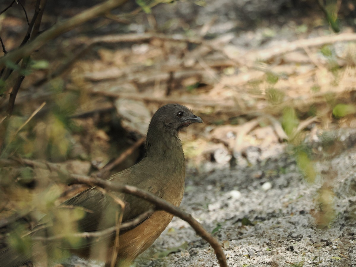 ムジヒメシャクケイ - ML633098829