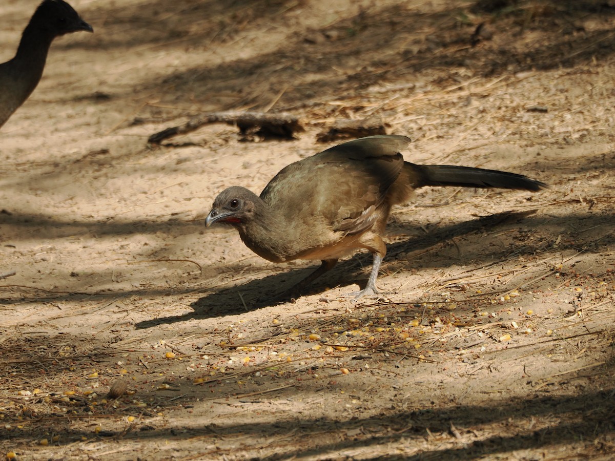 ムジヒメシャクケイ - ML633098838