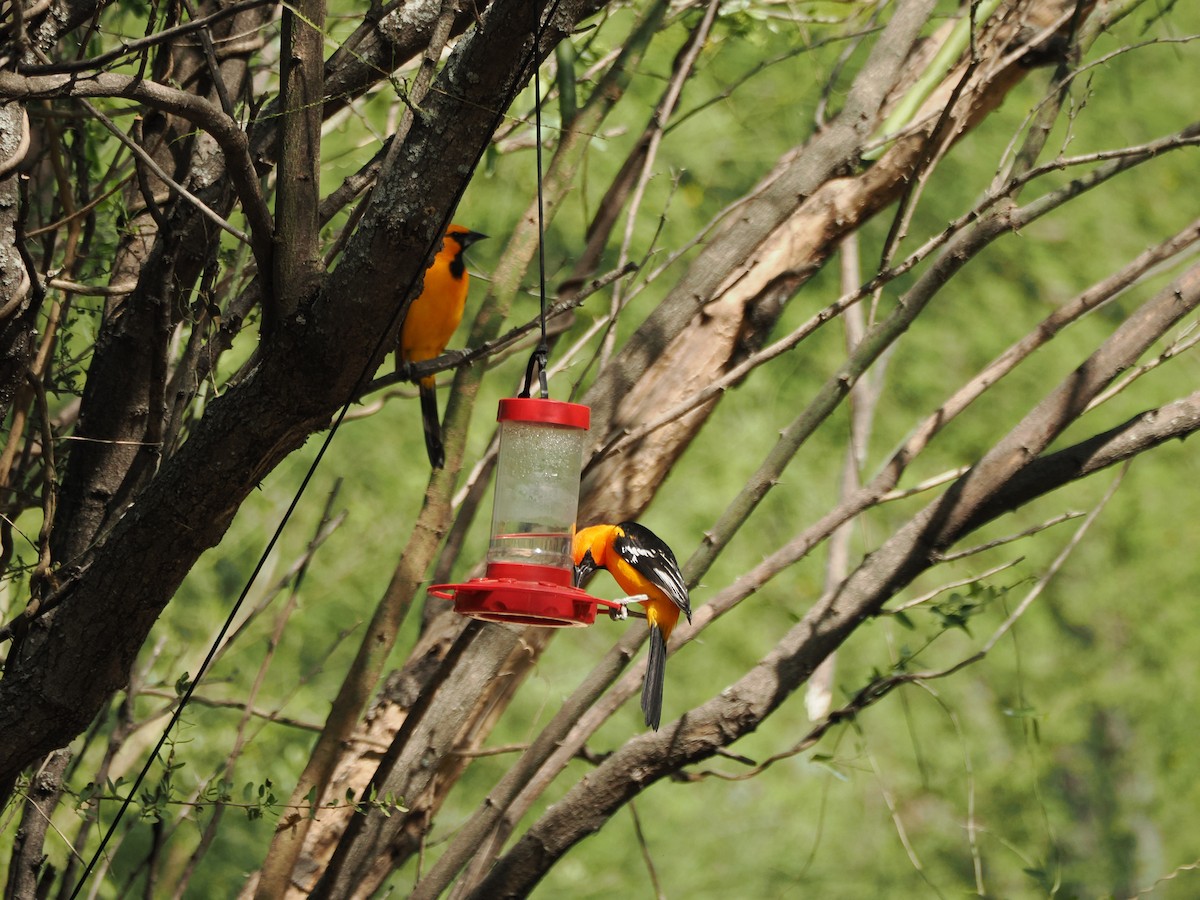 オレンジムクドリモドキ - ML633098853