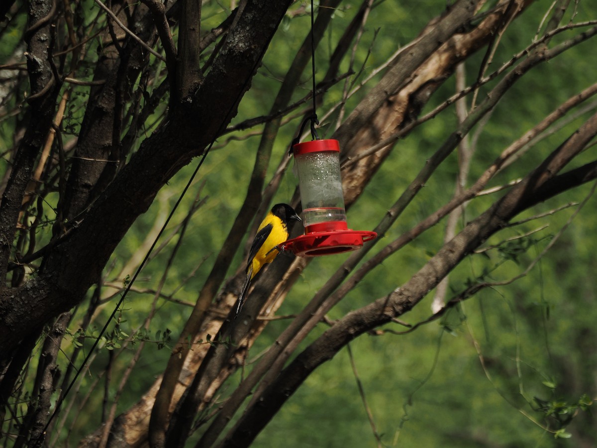 ズグロムクドリモドキ - ML633098871