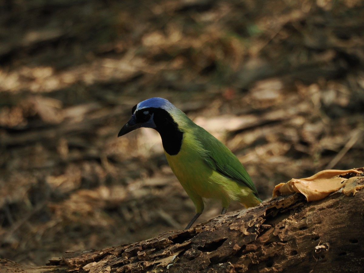 インカサンジャク - ML633098904