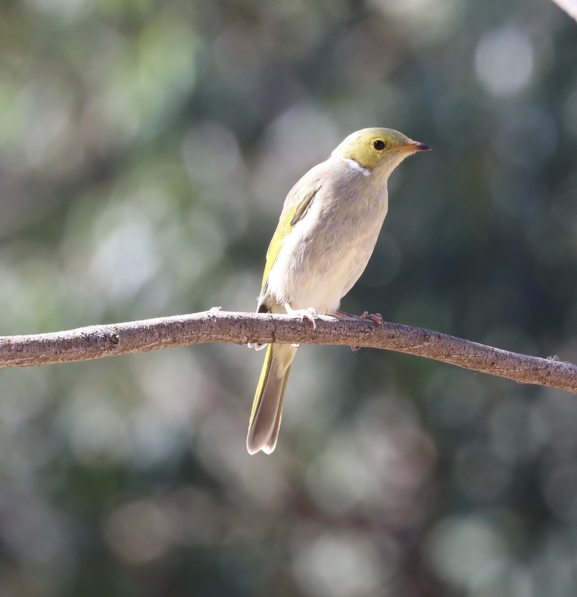White-plumed Honeyeater - ML633098962