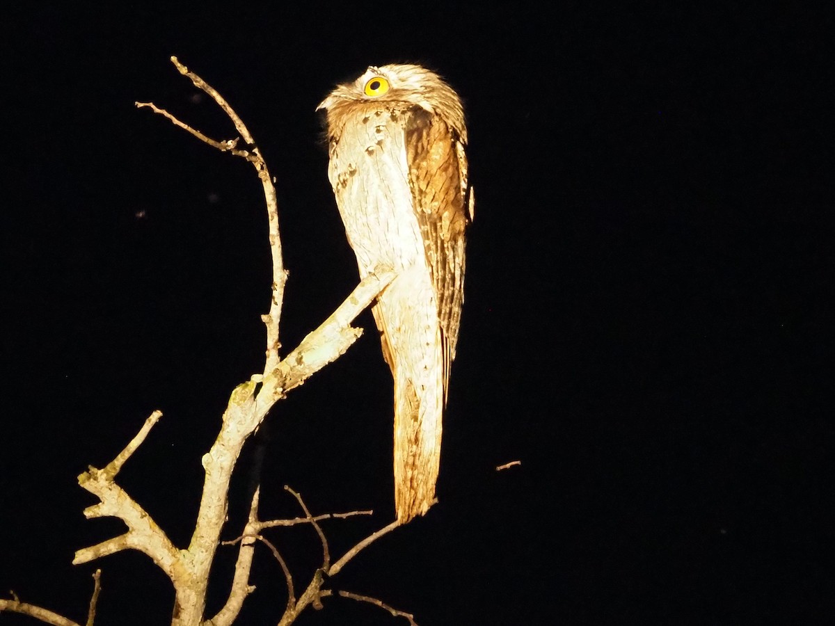 potu středoamerický - ML633099016