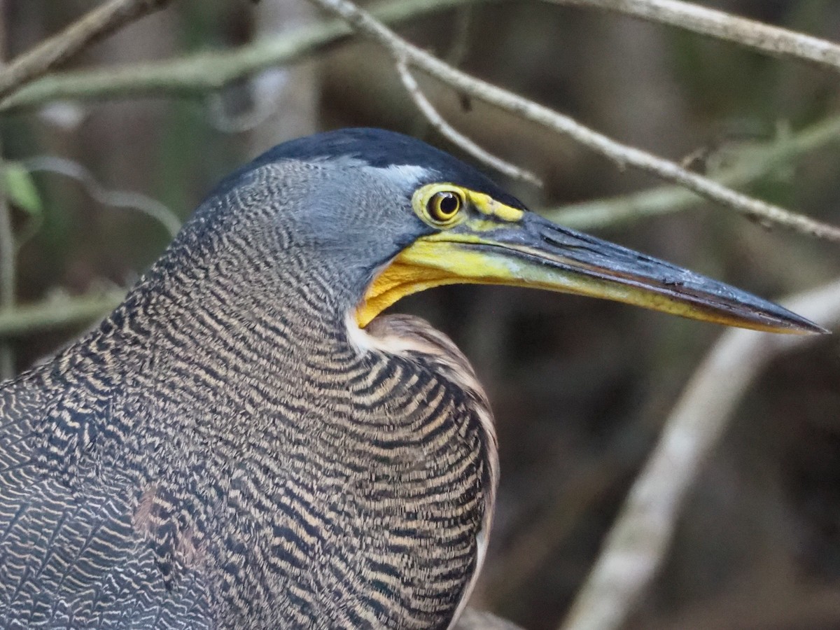 bukač středoamerický - ML633099021