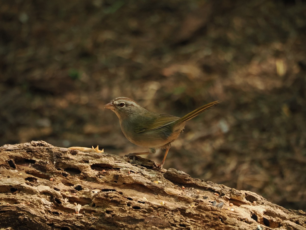 オリーブシトド - ML633099023