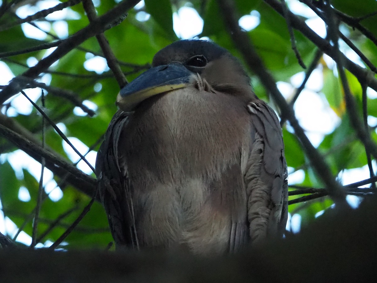 volavčík člunozobý - ML633099024