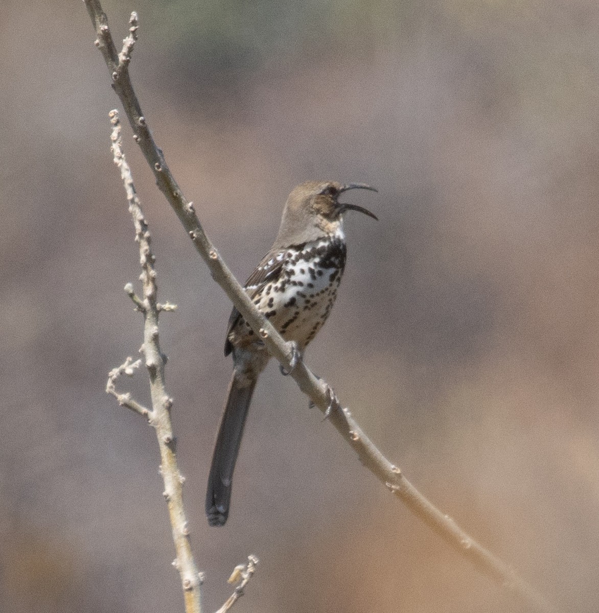 Ocellated Thrasher - ML633099391
