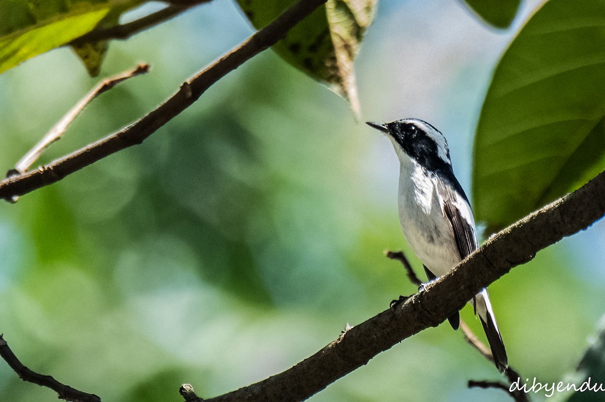 Little Pied Flycatcher - ML633099394