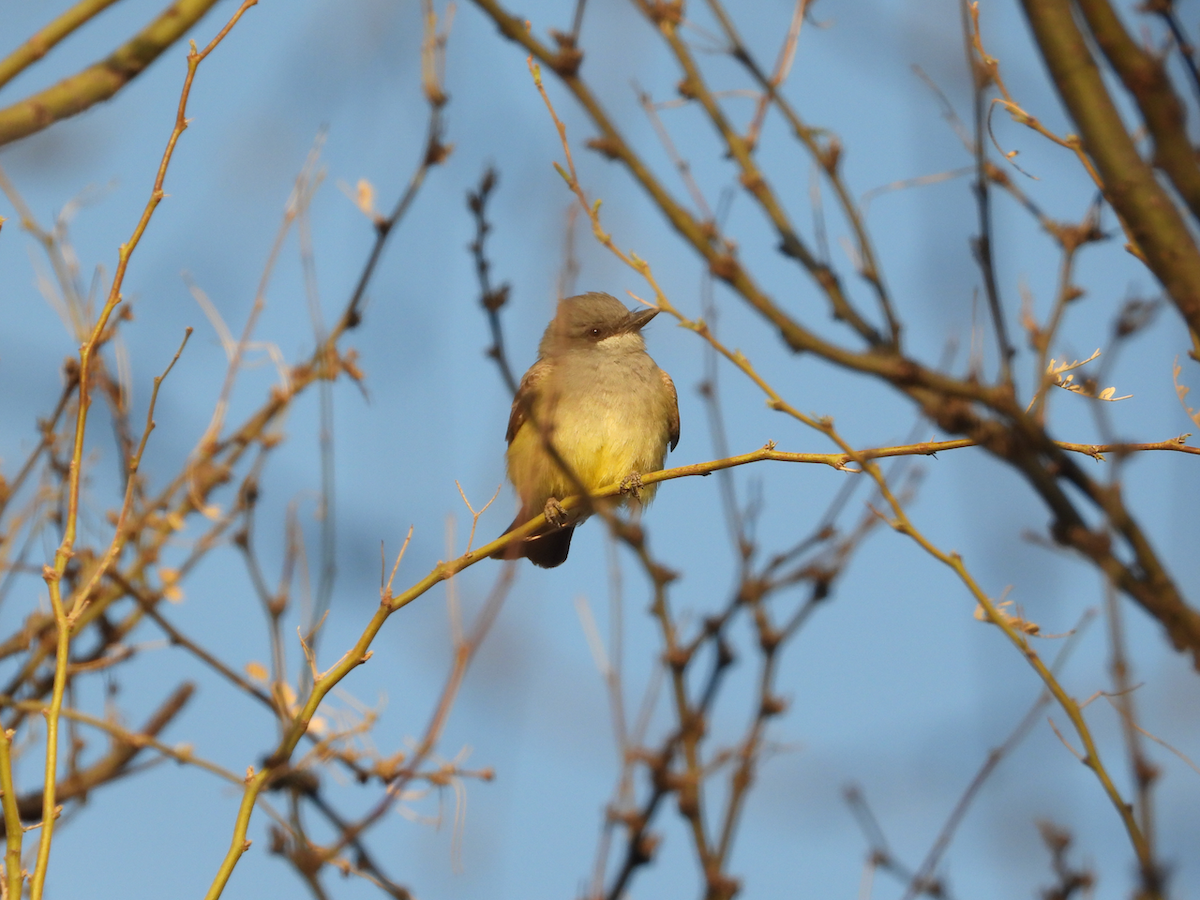 Cassin's Kingbird - ML633099479