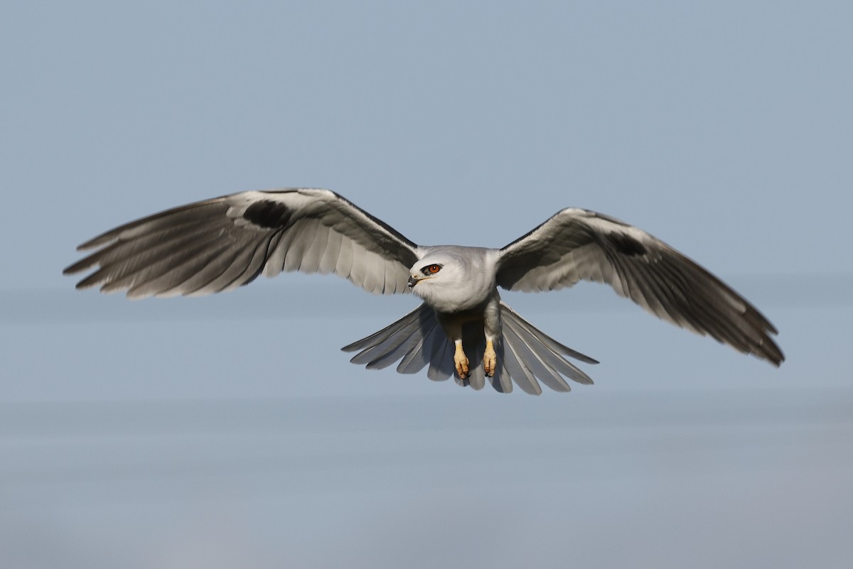White-tailed Kite - ML633099504