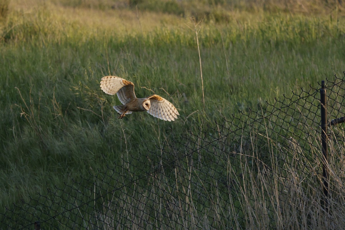 American Barn Owl - ML633099574