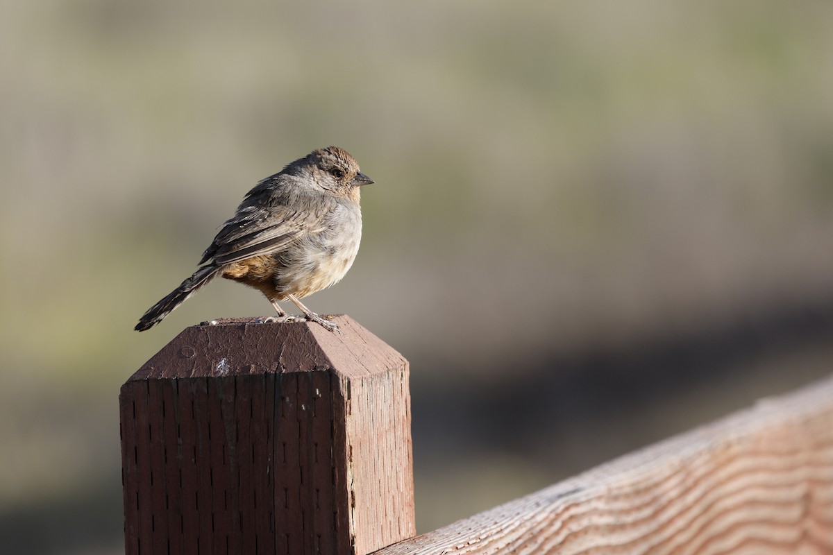 California Towhee - ML633099620