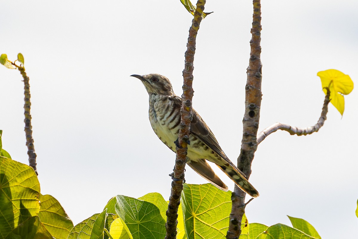 Horsfield's Bronze-Cuckoo - ML633099860