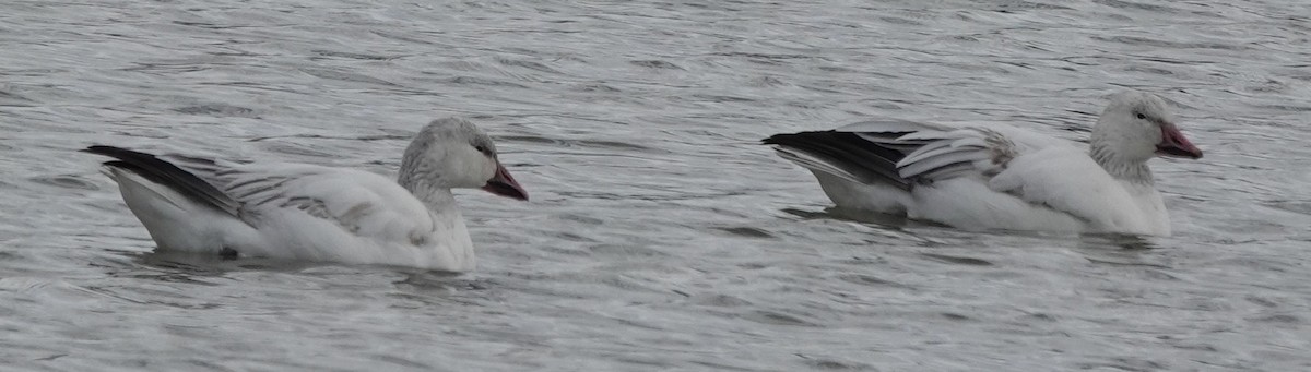 Snow Goose - ML633100386