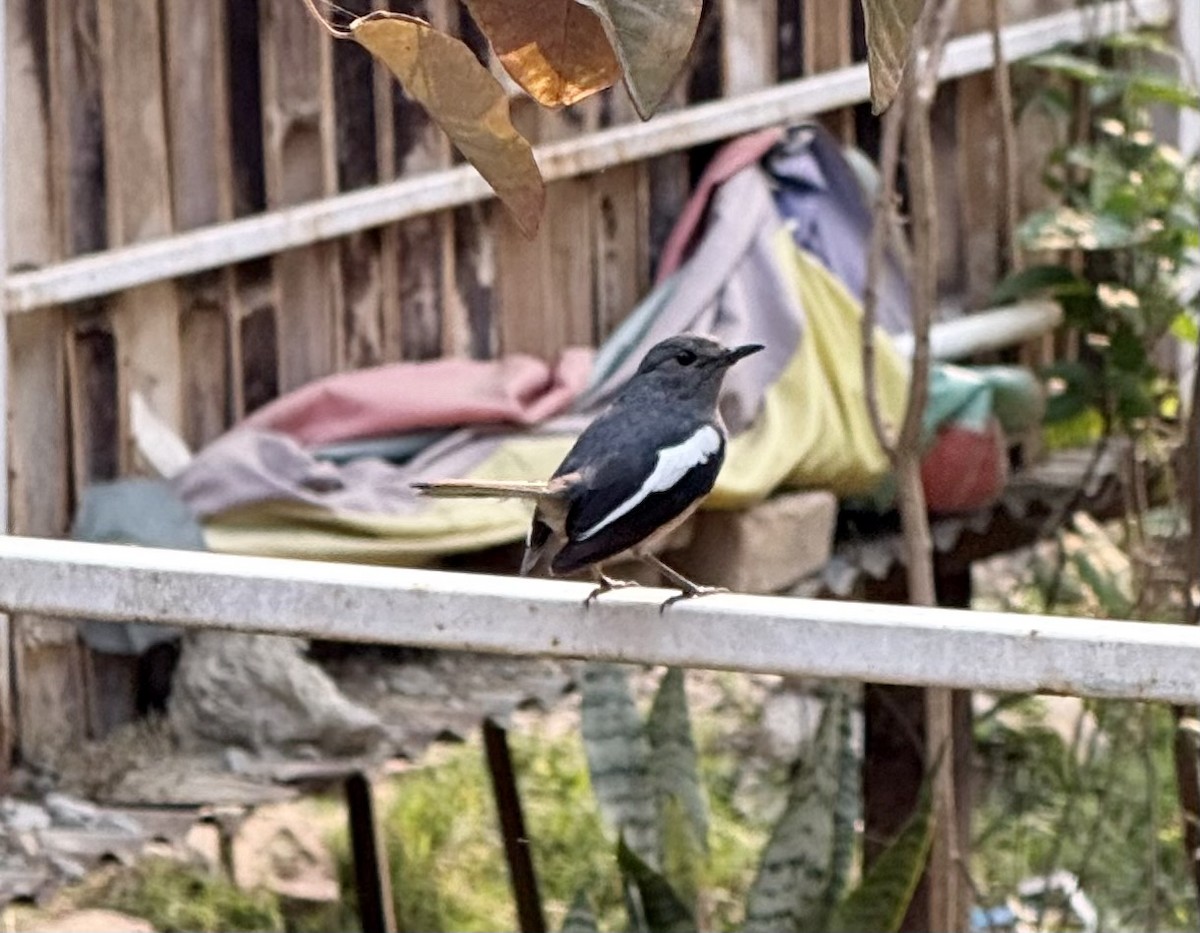 Oriental Magpie-Robin - ML633100464