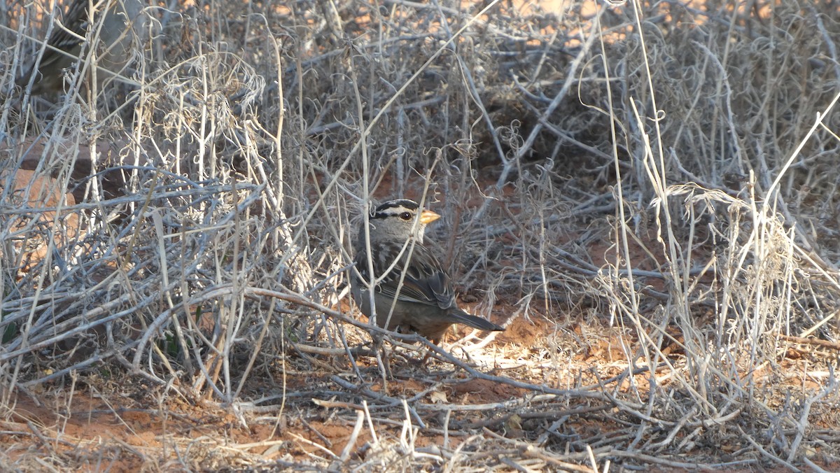 White-crowned Sparrow - ML633100649