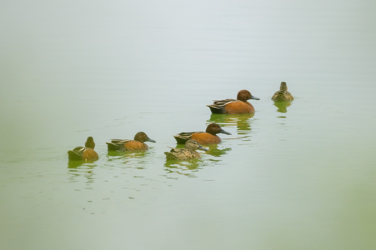 Cinnamon Teal - ML633100706