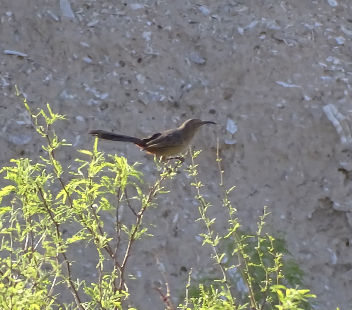 Crissal Thrasher - ML633100724