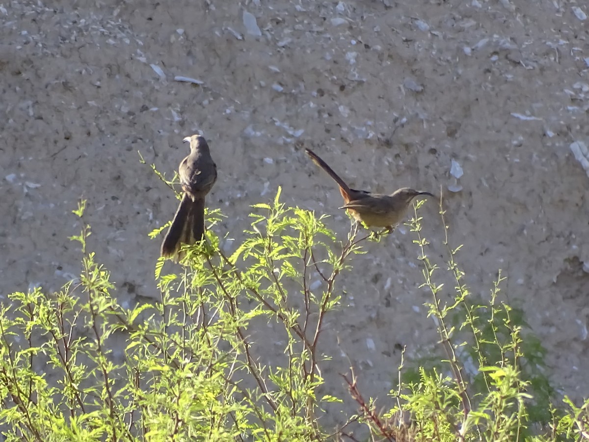 Crissal Thrasher - ML633100725