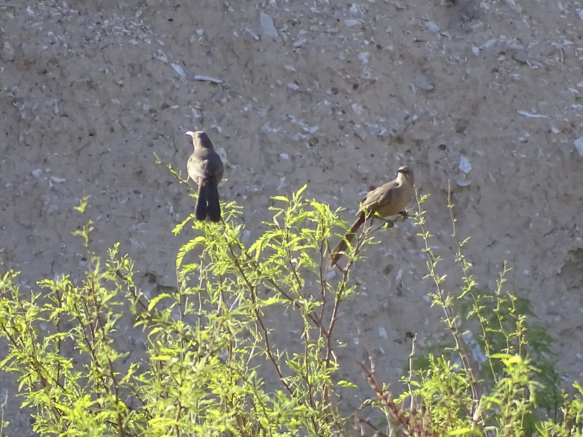 Crissal Thrasher - ML633100726