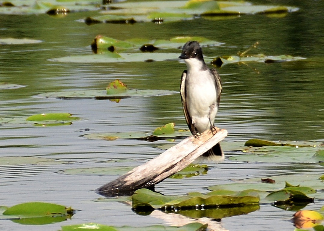 Schieferrücken-Königstyrann - ML63310101