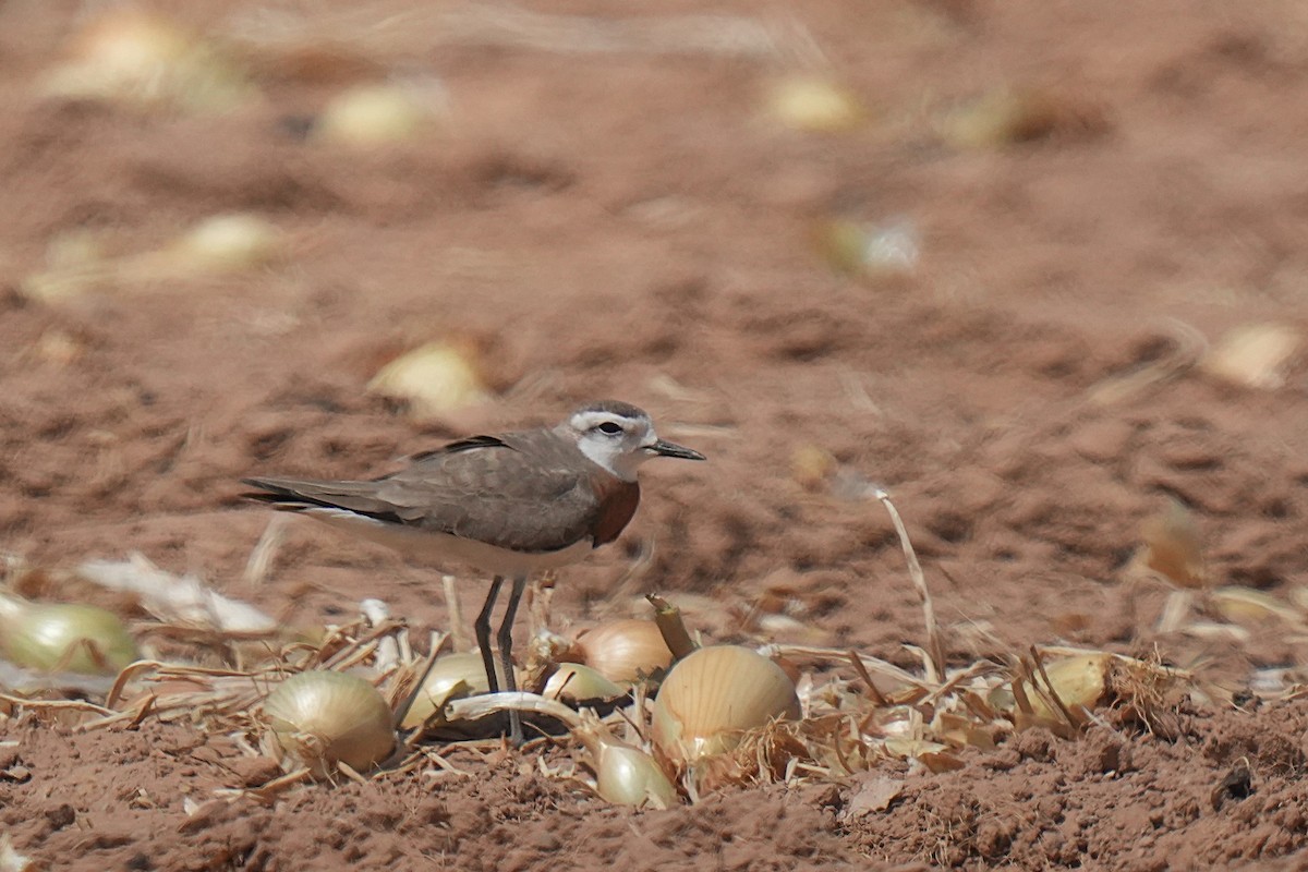 Caspian Plover - ML633101055