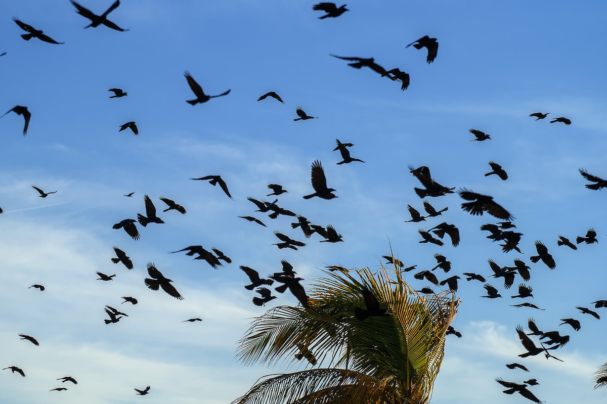 Sinaloa Crow - ML633101370