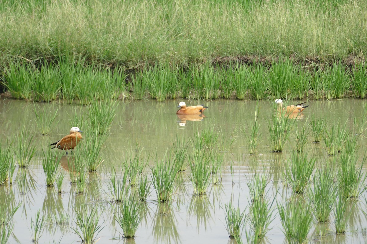 Ruddy Shelduck - ML633101390