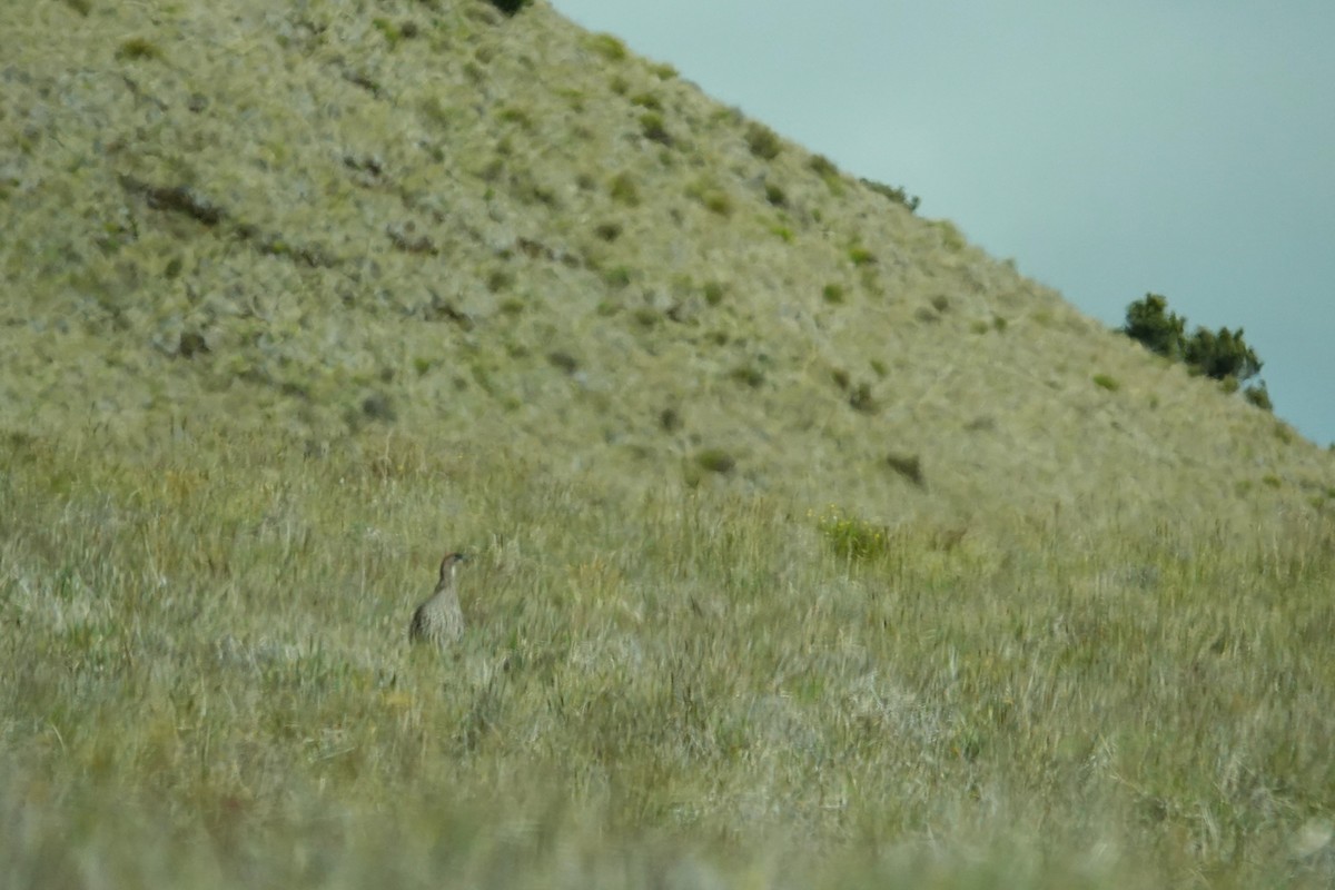 Erckel's Spurfowl - ML633101478