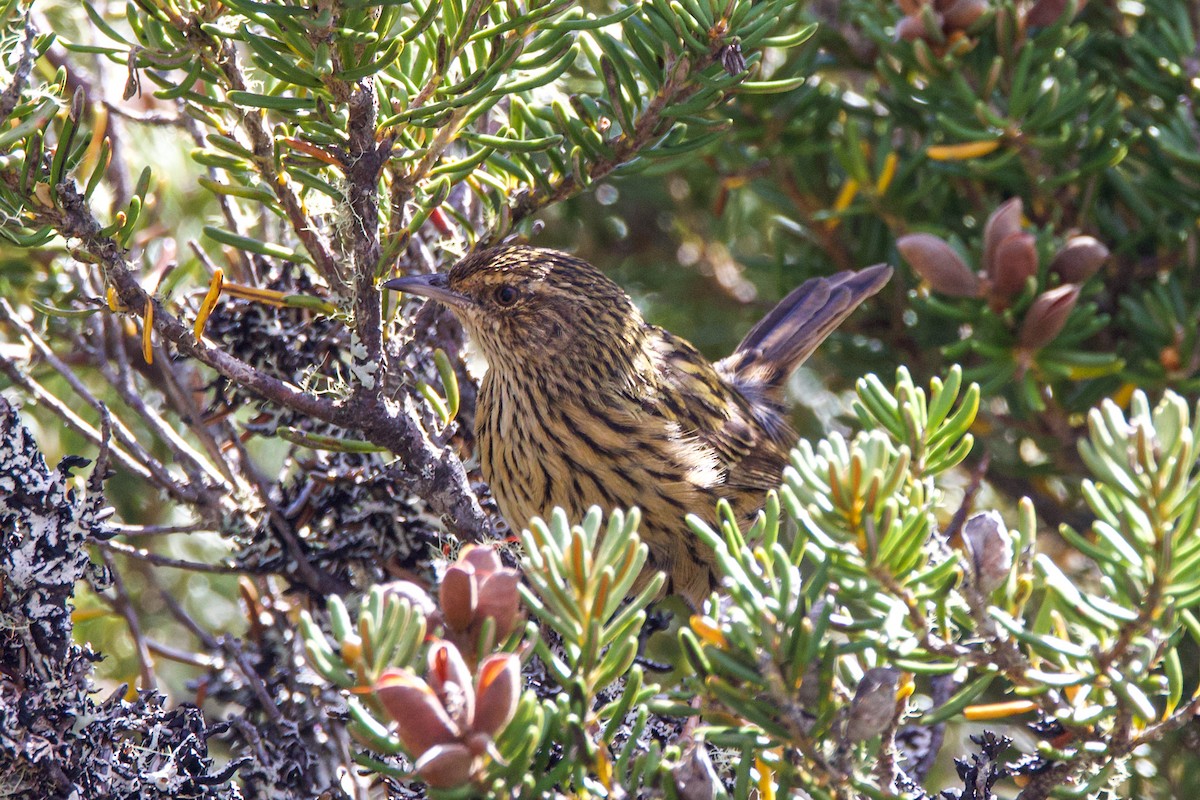 Striated Fieldwren - ML633101485