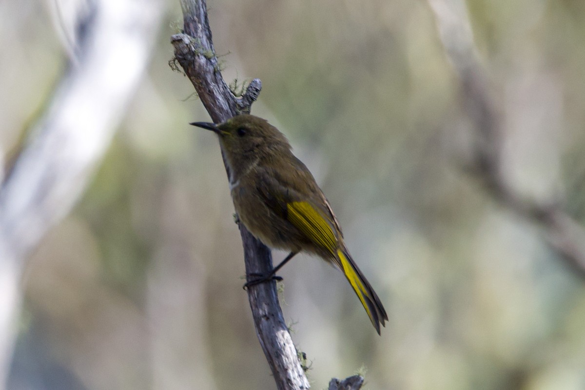 Crescent Honeyeater - ML633101585