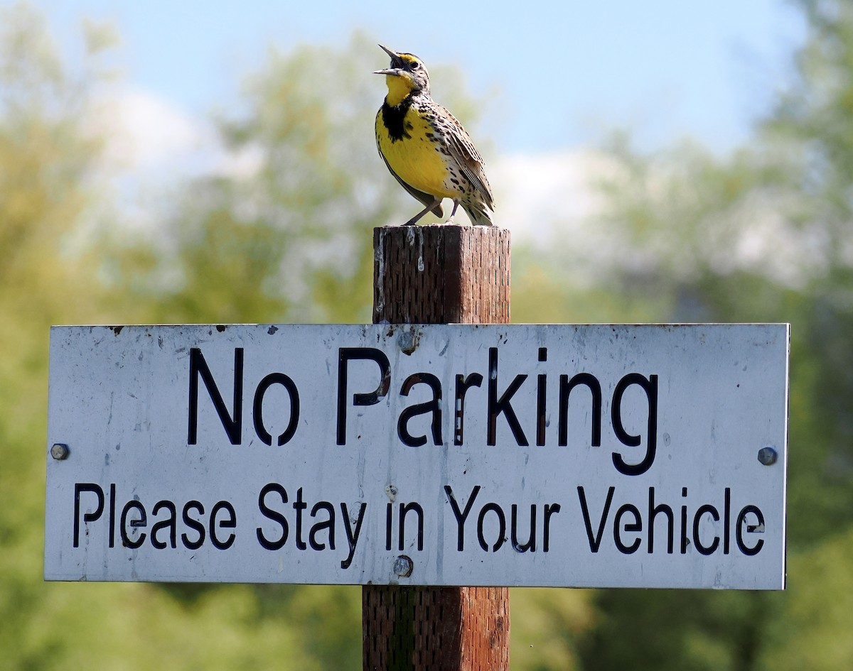 Western Meadowlark - ML633101756