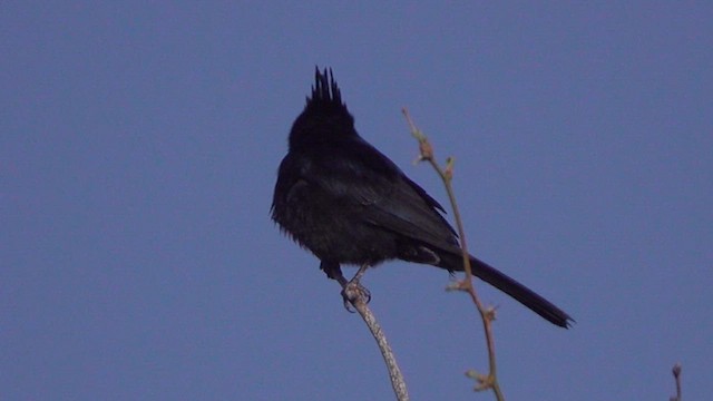 Phainopepla - ML633101795