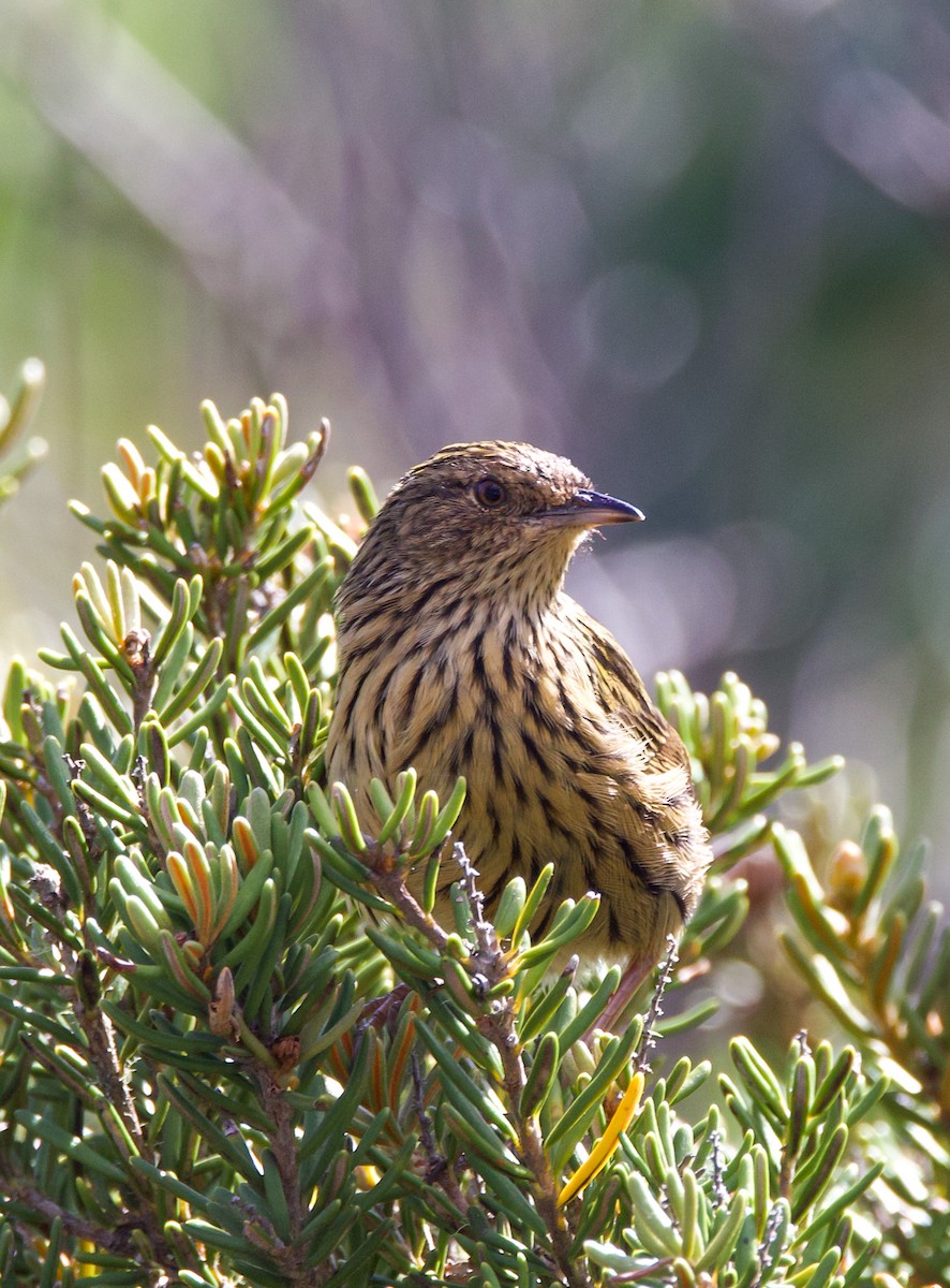 Striated Fieldwren - ML633101801