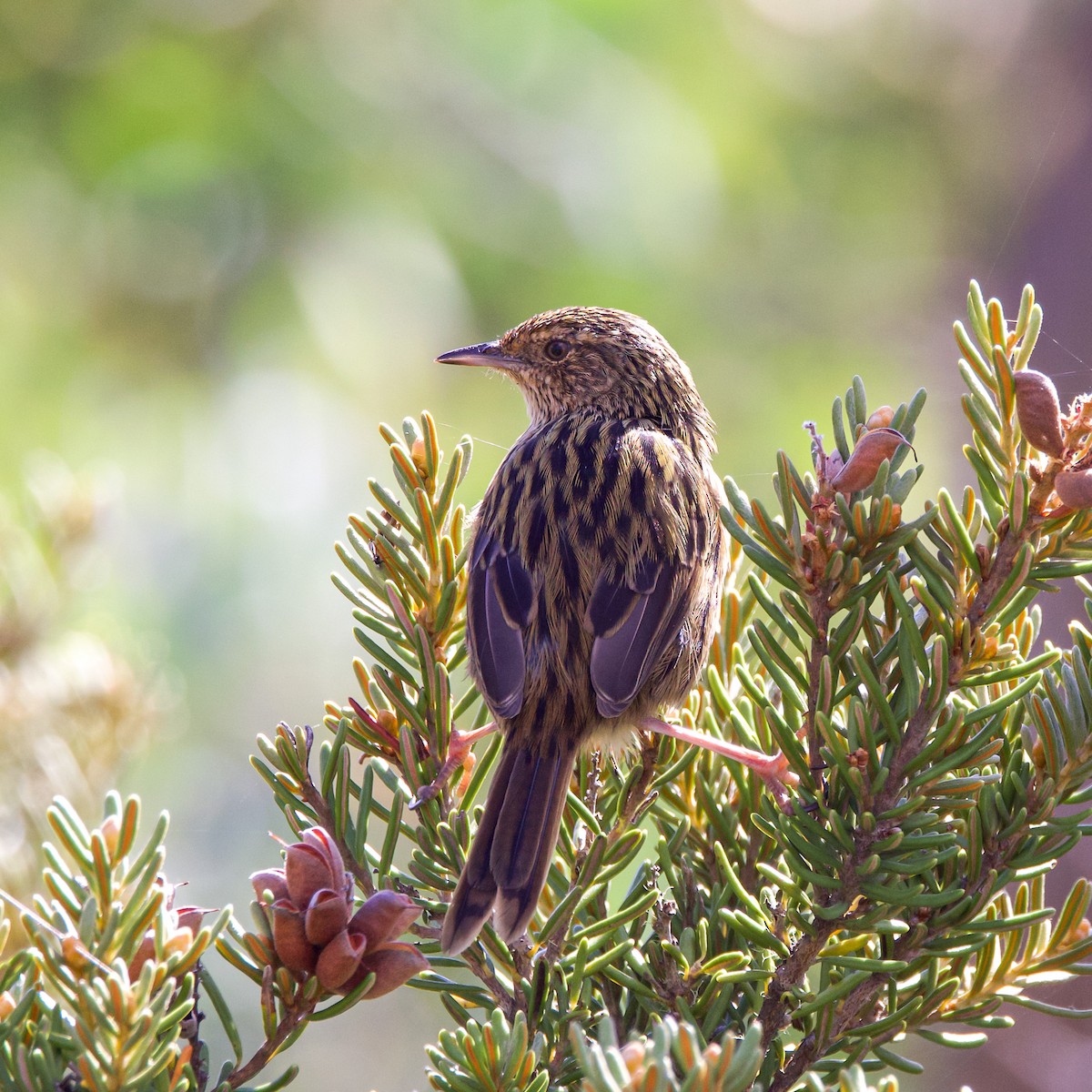 Striated Fieldwren - ML633101828