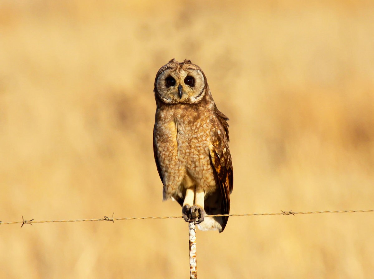 Hibou du Cap - ML633101890