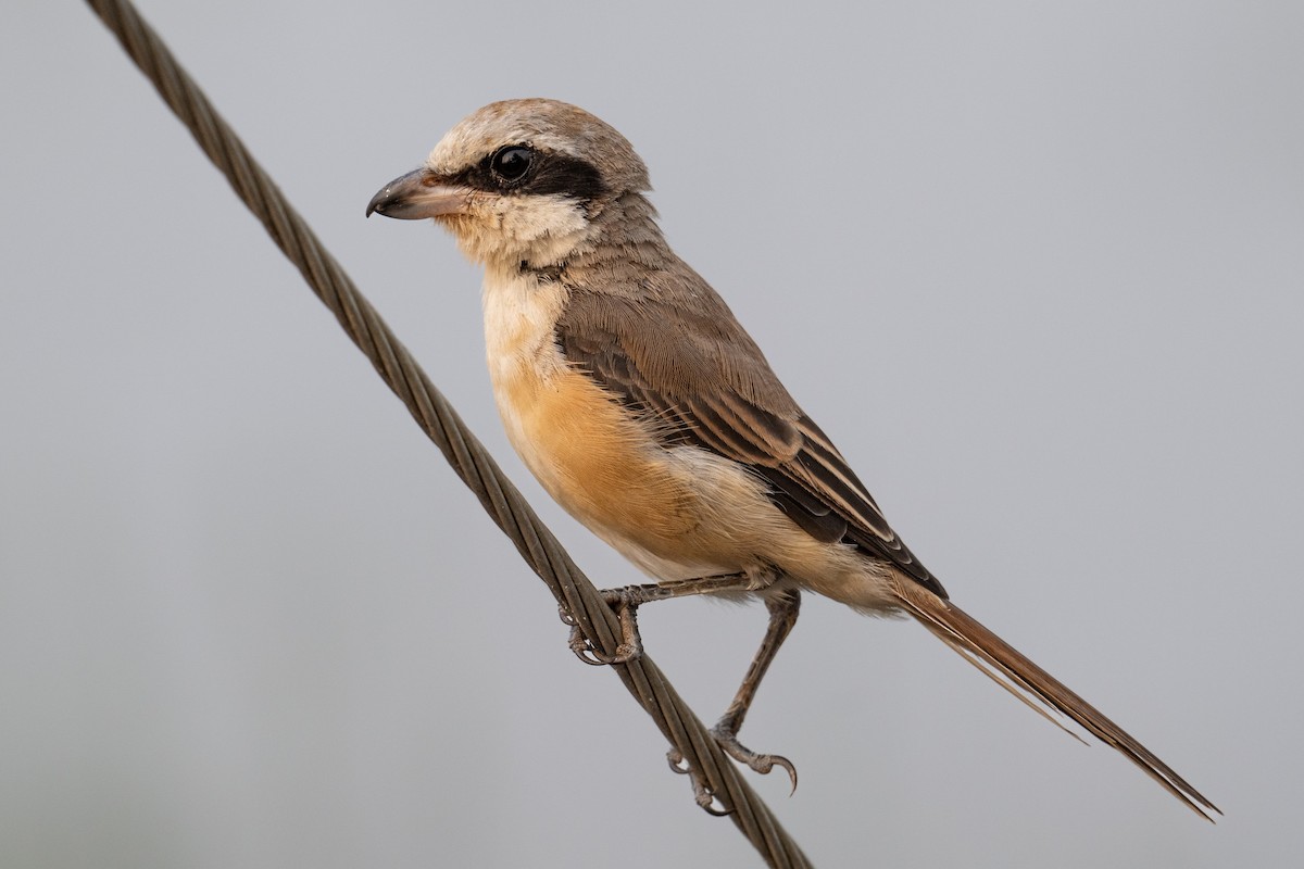 Ухаа дунхай - ML633101965