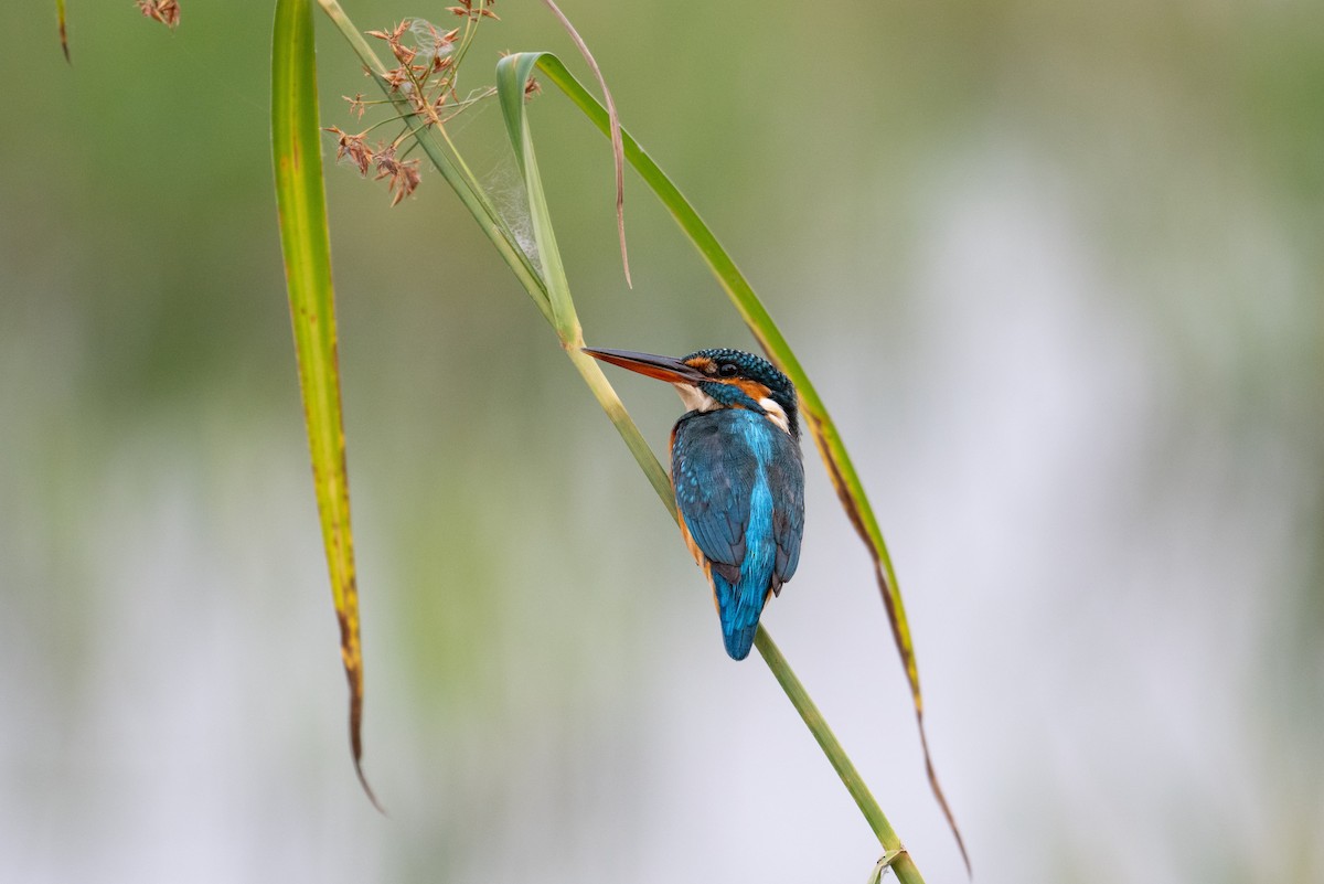 Номин шогшир - ML633101967